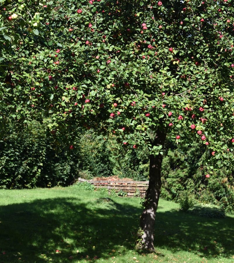 Obstbaumschnitt Baumpflege Berlin